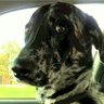 Shotgun Rider's profile picture