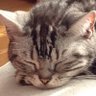ユリアナシェ 的头像