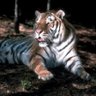 Фото профиля Lorenzo Palcaron