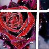 Black Rose profil fotoğrafı