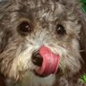 Household Dog 的头像