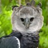 Aguila Arpia's profile picture