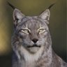 Profilbild von Lynx 🇫🇷🇺🇦