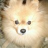 okko's profile picture