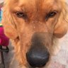 猪一样的男子's profile picture