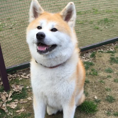 秋田犬 藤's profile picture