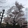 shin yen wu's profile picture