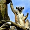 Lemur Lemuriano 🤎🤍🏀🍊 的头像