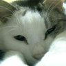 ulysses@「大日本帝国の栄光」販売中's profile picture