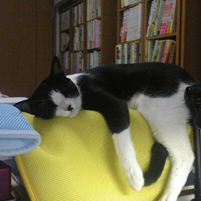 神戸万知 Machi GODO's profile picture