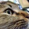 きじねこ 的头像
