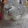 Profilbild von k-damorry