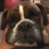Profilbild von Paul Cottom