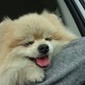 幸子.羊毛、あみぐるみ、ファーわんこ's profile picture