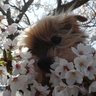 トモコロ's profile picture