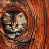 المروج المروج profil fotoğrafı