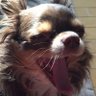 パパイヤ profil fotoğrafı