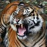 جارح شمس الفاتح profil fotoğrafı