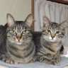 けぃちょん🐾 profil fotoğrafı