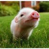 The Pig 的头像