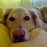 Anina Hundekeks profil fotoğrafı