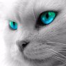 Sarah profil fotoğrafı