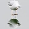 Peerless9's profile picture