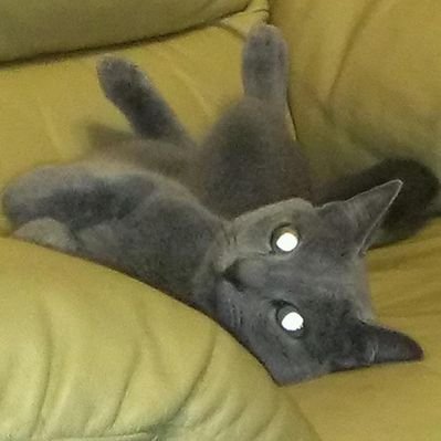 ワンダ's profile picture