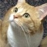 こいけちゃん profil fotoğrafı