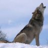LoneWolf907's profile picture