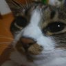 ネコ's profile picture