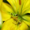 Фото профиля 🐸kaeruuma