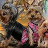 Aloha Yorkies 的头像