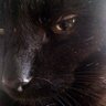 Profilbild von Iwein