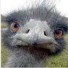 Фото профиля Progressive Emu