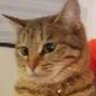 のきしたたぬき 的头像