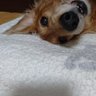 カジノ profil fotoğrafı