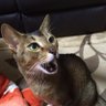 ジョーアクレス's profile picture