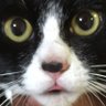 リキタツコ's profile picture