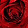 Фото профиля lavender rose