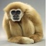 Gibon Compte Officiel's profile picture