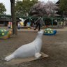 しげー profil fotoğrafı