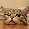 Profilbild von ãã¡ããã