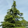 Фото профиля carcour21
