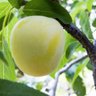 Profilbild von GreenGage