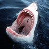 ToothKommander's profile picture