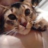 kurage's profile picture