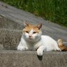 Profilbild von ドラ猫