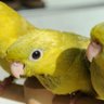 Фото профиля PARAKEET