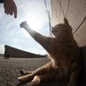 ba_1988's profile picture